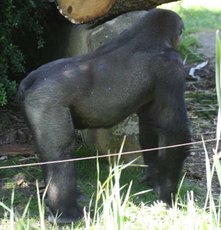 Gorilla-3.jpg